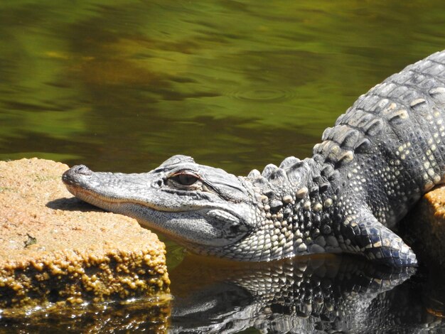 Foto close-up van een krokodil