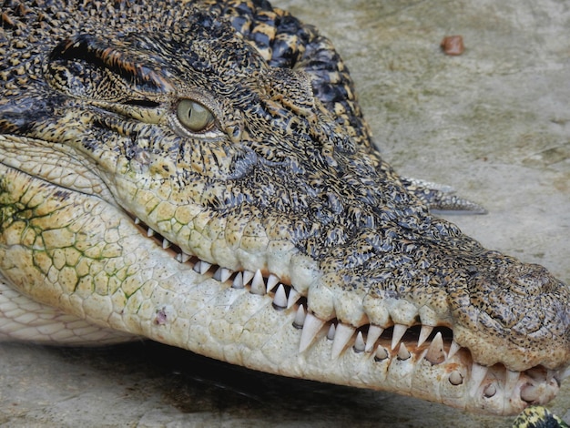 Close-up van een krokodil