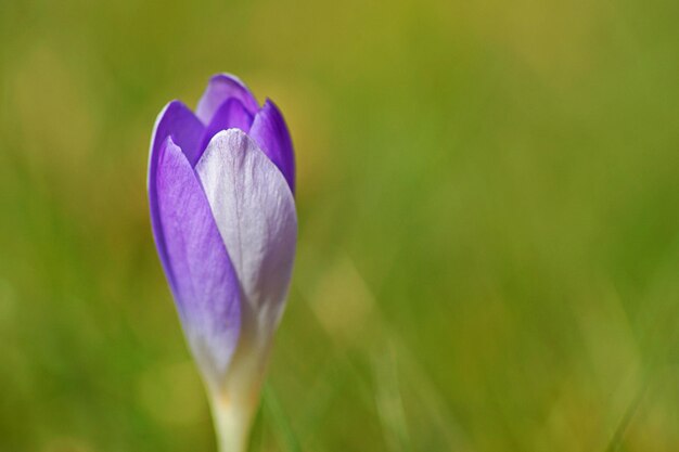 Foto close-up van een krokusknop