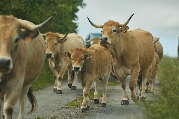 Close-up van een kudde koeien die op een weg in de buurt van het bos loopt