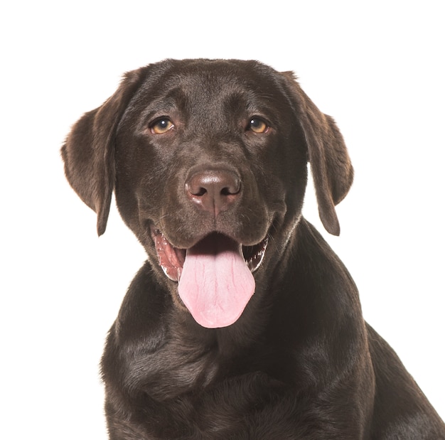 Close-up van een labrador retriever-hond het hijgen