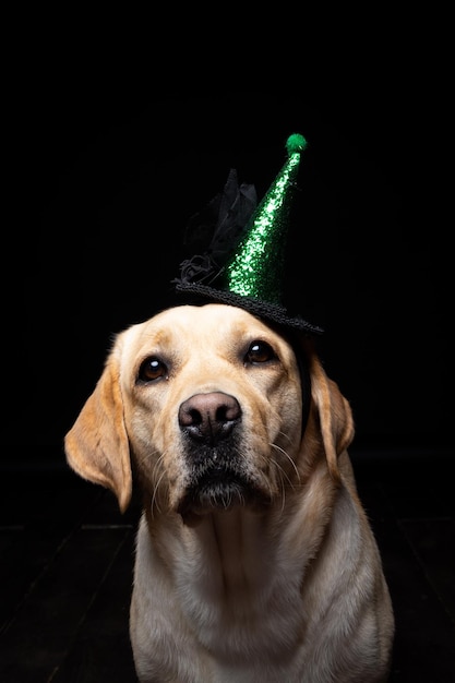 Close-up van een Labrador Retriever-hond in een hoofdtooi