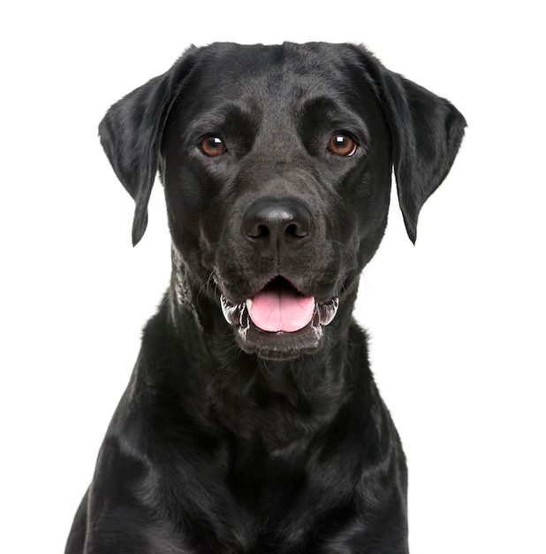 Close-up van een Labrador voor een witte muur