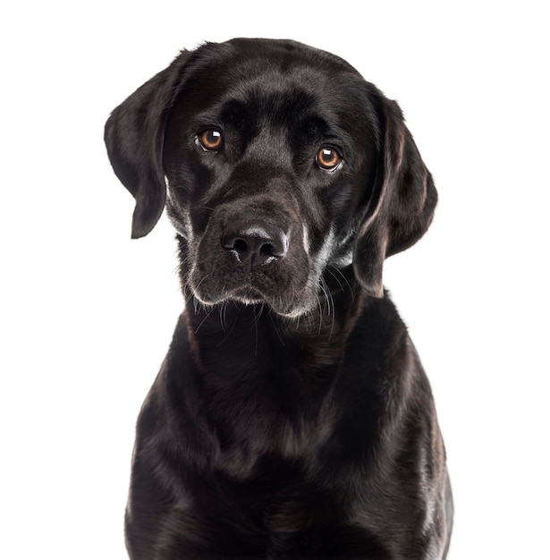 Close-up van een Labrador voor een witte muur