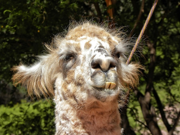 Foto close-up van een lama