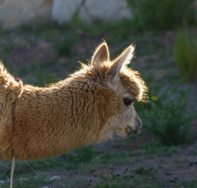 Foto close-up van een lama