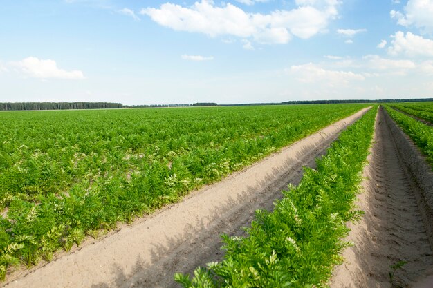 close-up van een landbouwgebied waarop groene scheuten van wortelen groeien