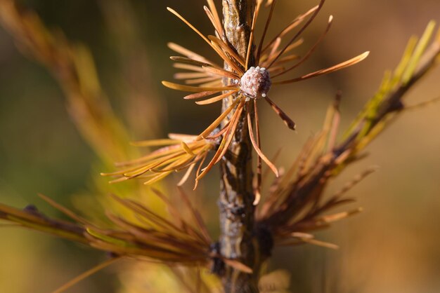 Foto close-up van een lariksboom