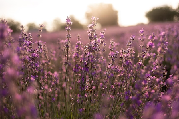 Close-up van een lavendelveld in de zomer bij zonsopgang. Lila bloemen in zonlicht. Aromatherapie en lavendelverwerking. Natuur