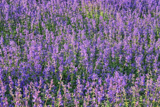 Close-up van een lavendelveld