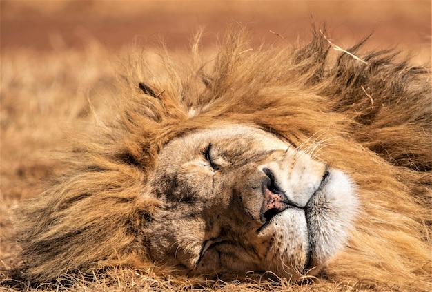 Foto close-up van een leeuw die op het veld slaapt