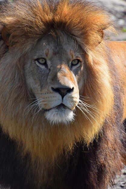 Close-up van een leeuw op een zonnige dag
