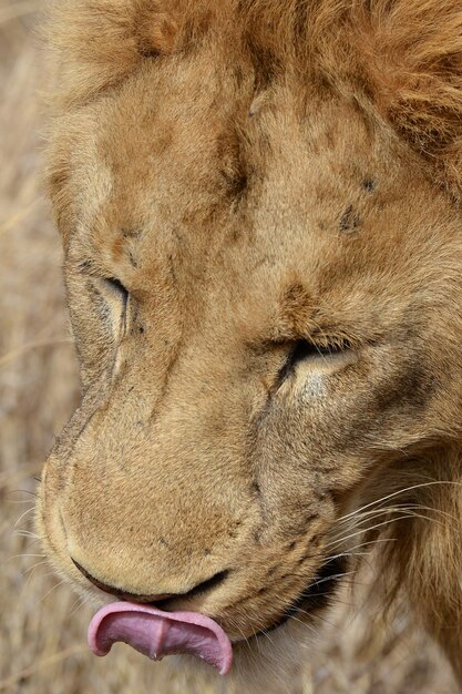 Foto close-up van een leeuw