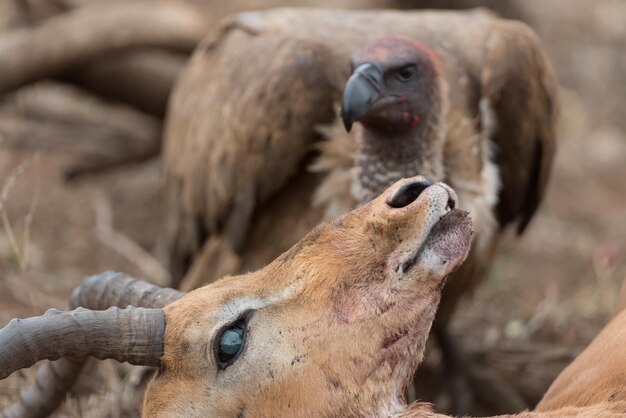 Foto close-up van een leeuw