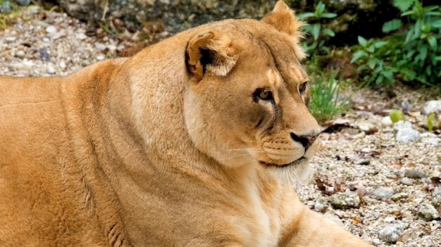 Foto close-up van een leeuw