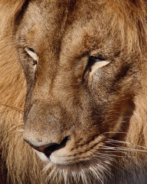 Close-up van een leeuw