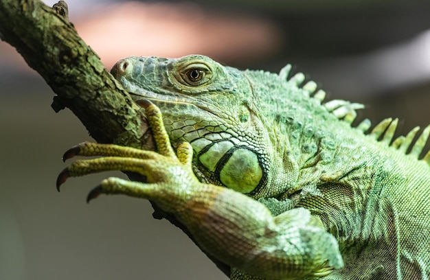 Close-up van een leguaan die op een tak zit