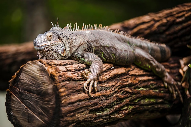 Close-up van een leguaan die zich ontspant op hout in de dierentuin