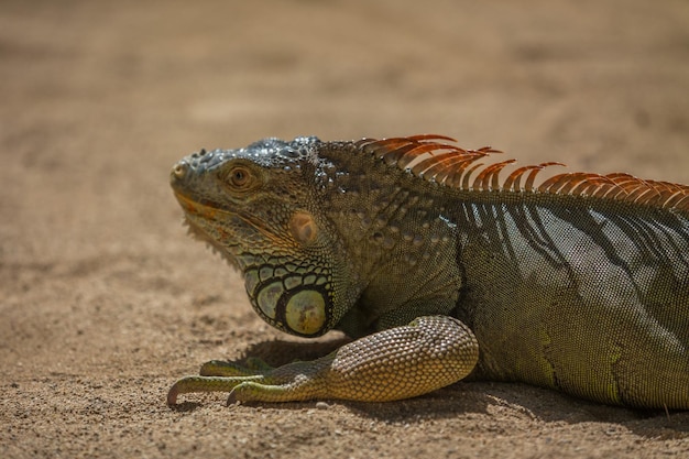 Close-up van een leguaan op de grond