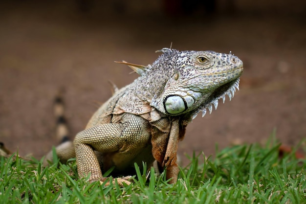 Close-up van een leguaan op het gras