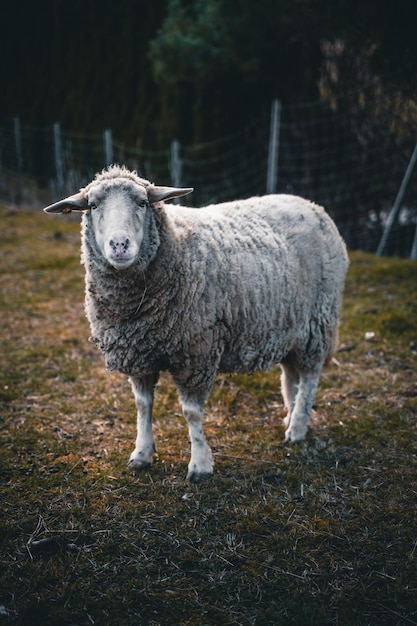 Close-up van een Leicester Longwool-schaap dat op de boerderij graast