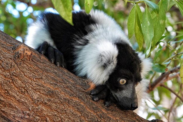 Foto close-up van een lemur op een boom