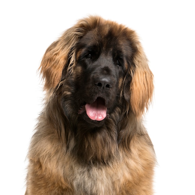 Close-up van een Leonberger voor een witte muur