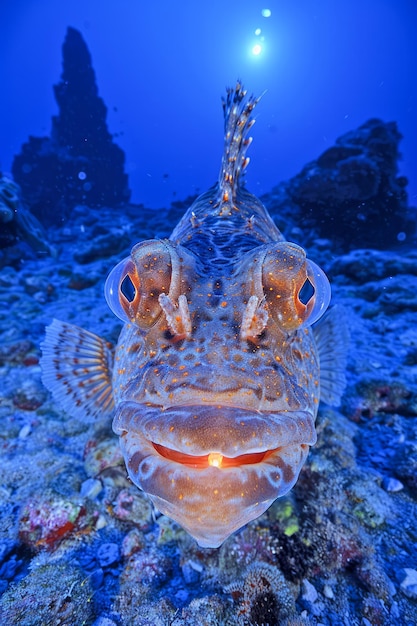 Close-up van een levendige schorpioenvis gecamoufleerd op de oceaanbodem met zonlicht dat door het water filtert