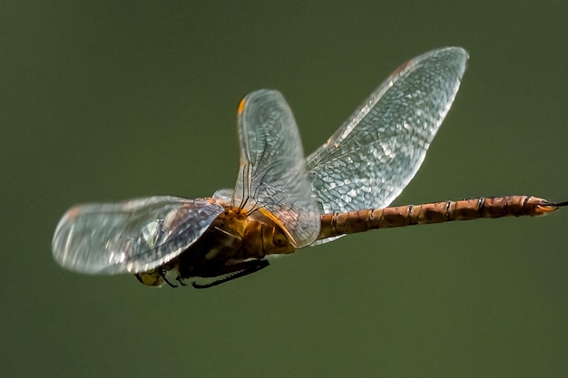 Foto close-up van een libel die buiten vliegt