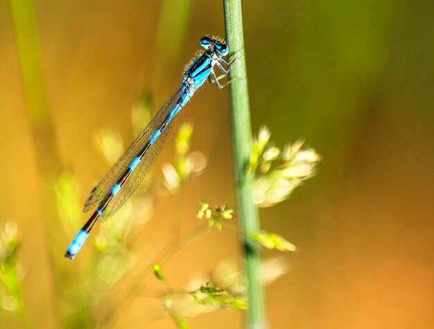 Foto close-up van een libel op bloem