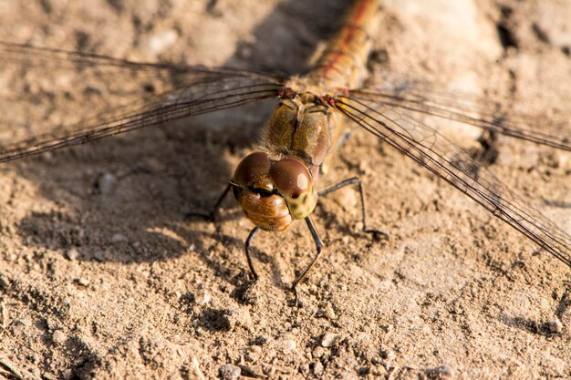 Foto close-up van een libel op de grond