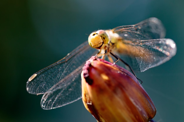 Foto close-up van een libel op de knop