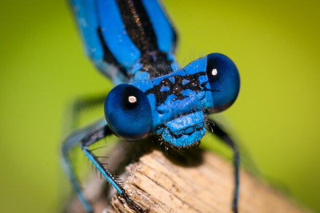 Foto close-up van een libel op de stengel van een plant