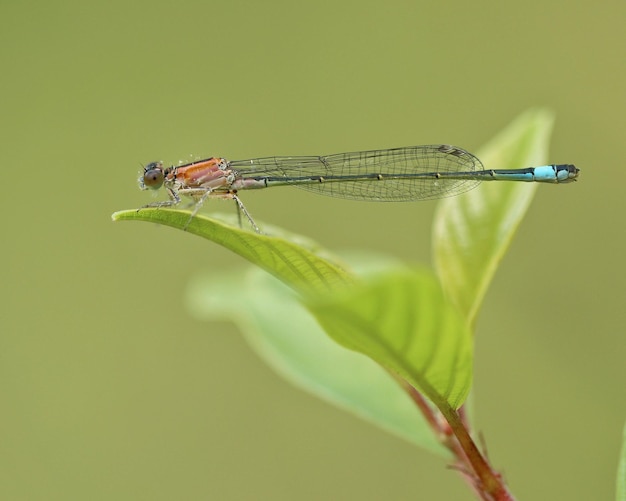 Close-up van een libel op een blad