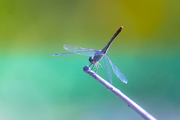 Foto close-up van een libel op een blad