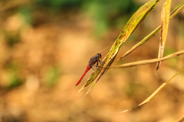 Close-up van een libel op een blad
