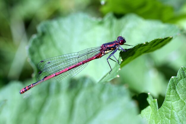 Foto close-up van een libel op een blad