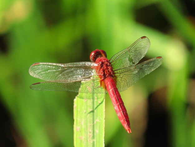 Foto close-up van een libel op een blad