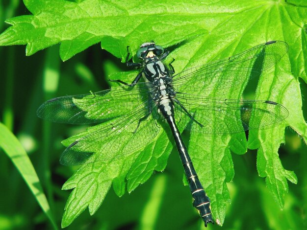 Foto close-up van een libel op een blad