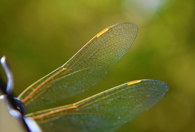 Foto close-up van een libel op een blad