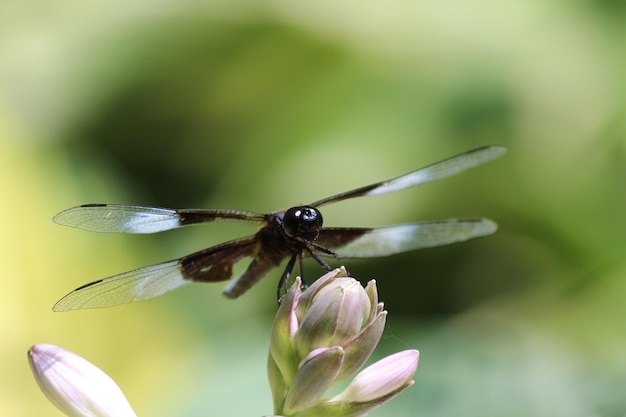 Close-up van een libel op een bloem