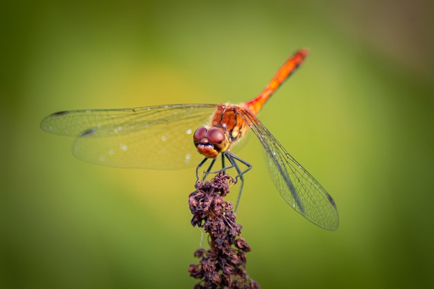 Close-up van een libel op een droge plant