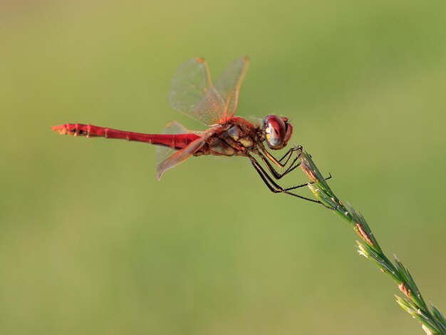 Foto close-up van een libel op een plant