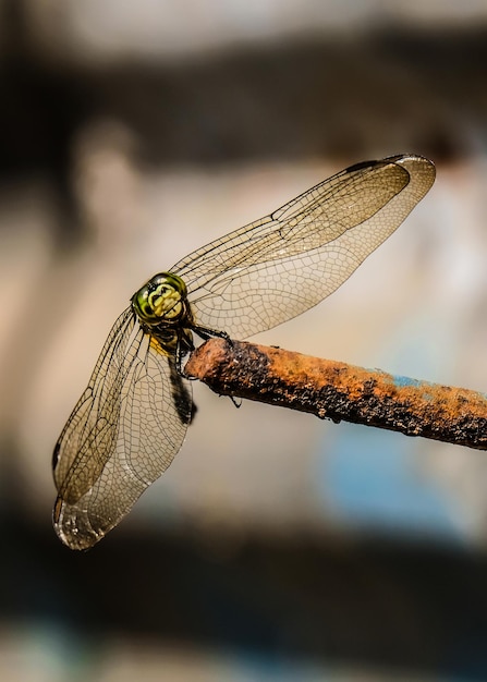 Foto close-up van een libel op een plant