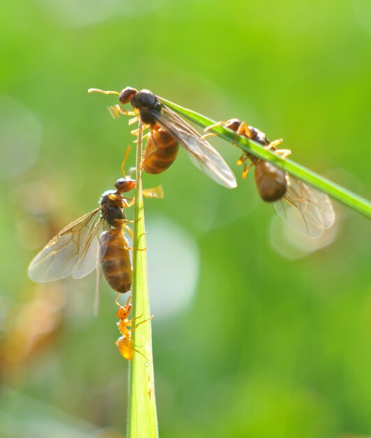 Foto close-up van een libel op een plant