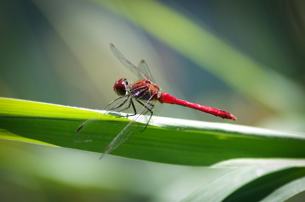 Close-up van een libel op een plant