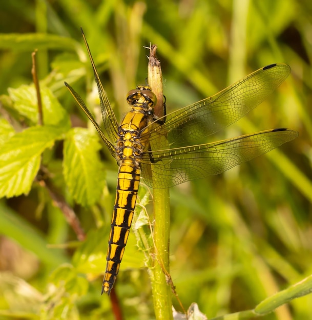 Foto close-up van een libel op een plant