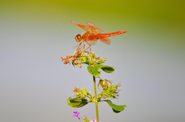 Foto close-up van een libel op een plant