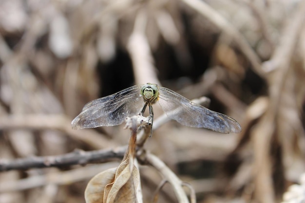 Foto close-up van een libel op een twijg