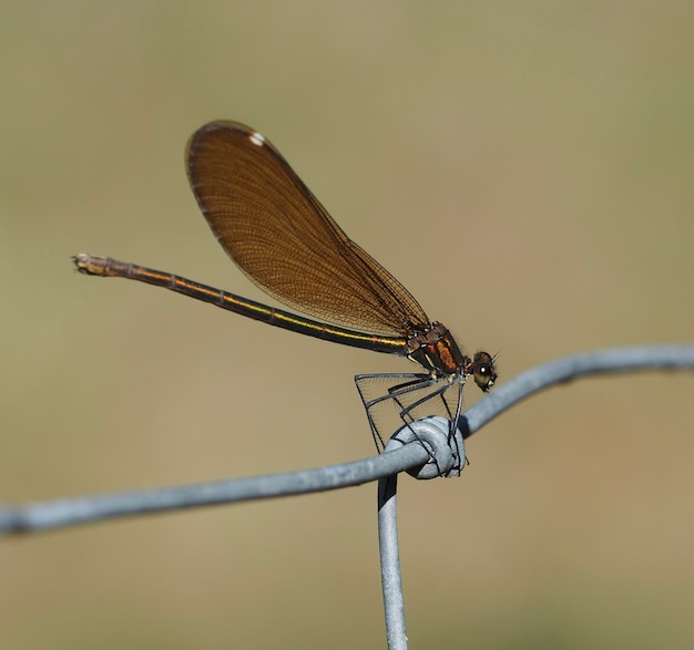 Foto close-up van een libel